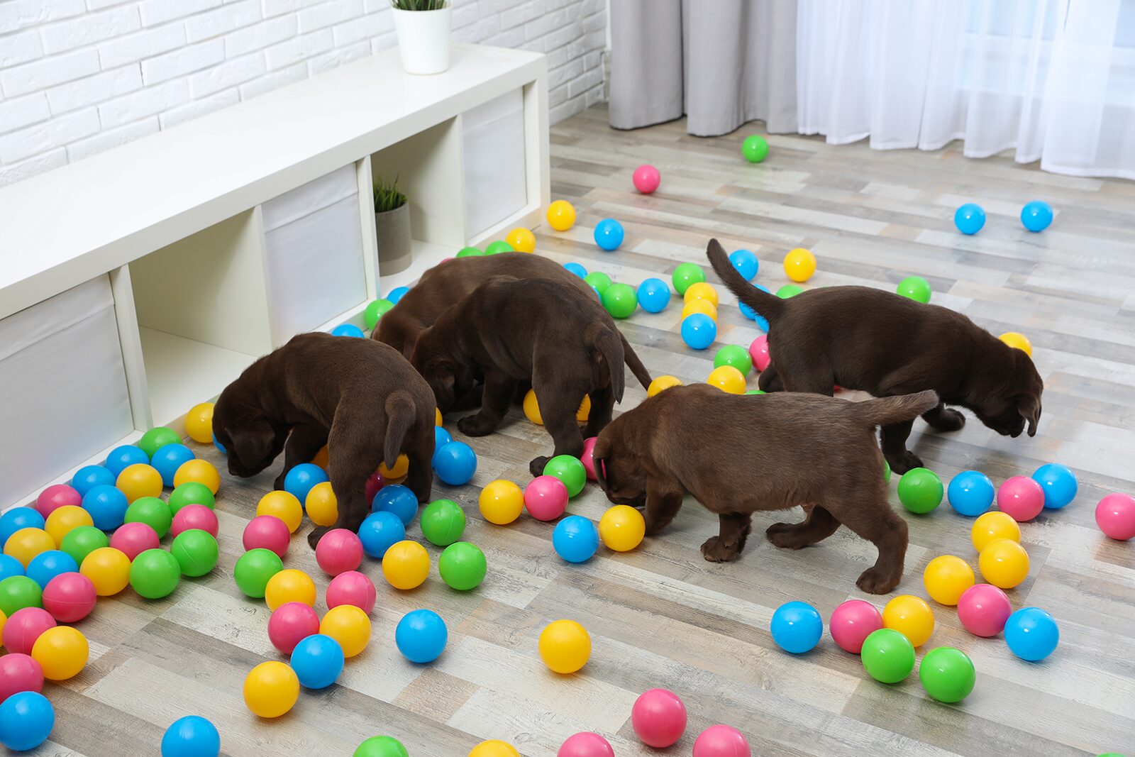 Puppies playing together in a socialization class