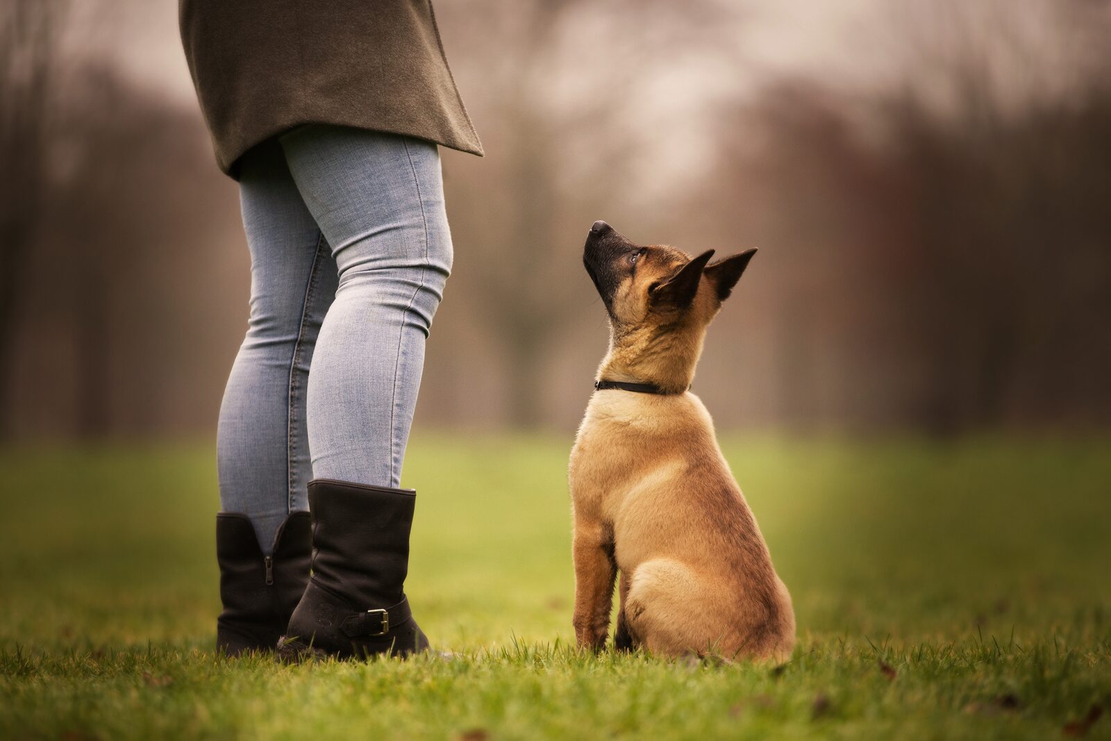 A dog paying attention to its owner on a walk