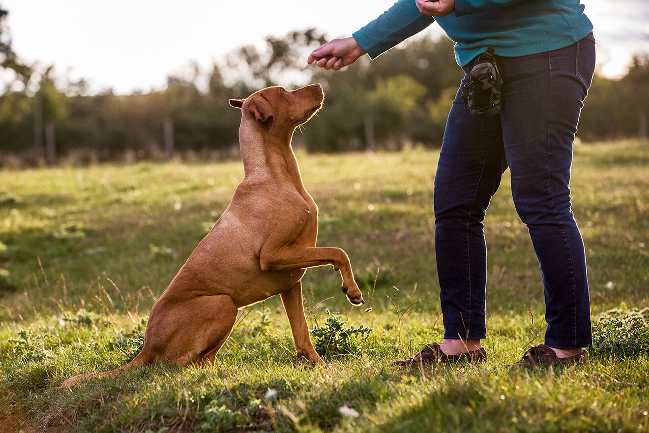A trainer working through a sit with a dog