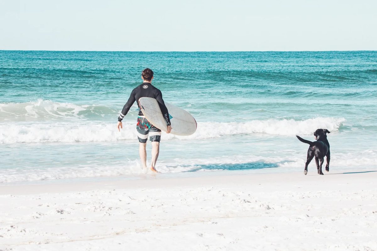 A surfer and a black dog walking into the Gulf on a white-sand beach