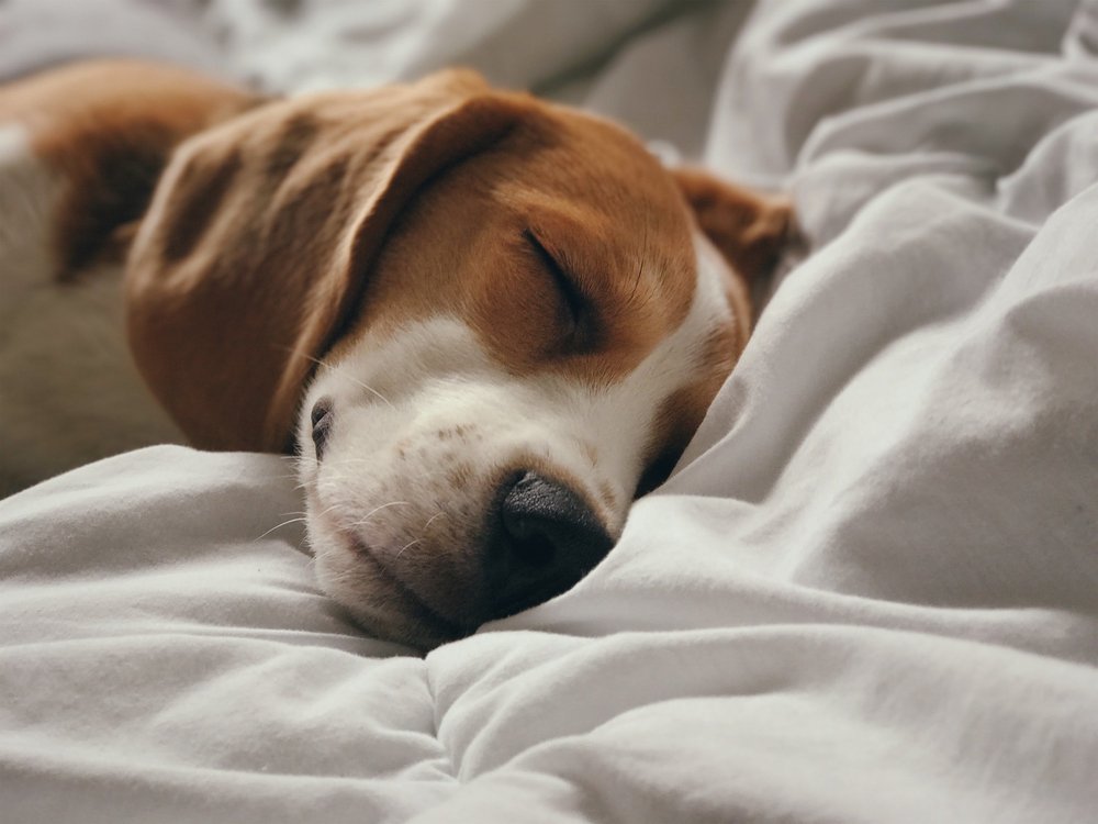 A beagle asleep on a soft white comforter