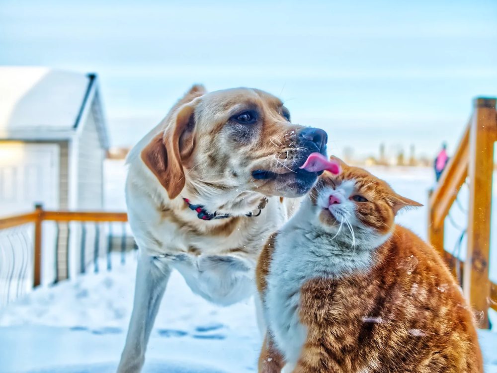 A yellow Labrador licking an orange cat in the snow