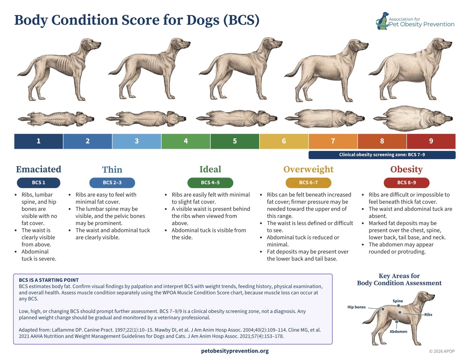 Body Condition Score for Dogs (BCS) chart from the Association for Pet Obesity Prevention: a dog drawn from the side and from above at each score from 1 to 9, grouped as Emaciated (BCS 1), Thin (BCS 2-3), Ideal (BCS 4-5), Overweight (BCS 6-7) and Obesity (BCS 8-9), with what to feel and look for at the ribs, spine, hip bones, waist and abdomen