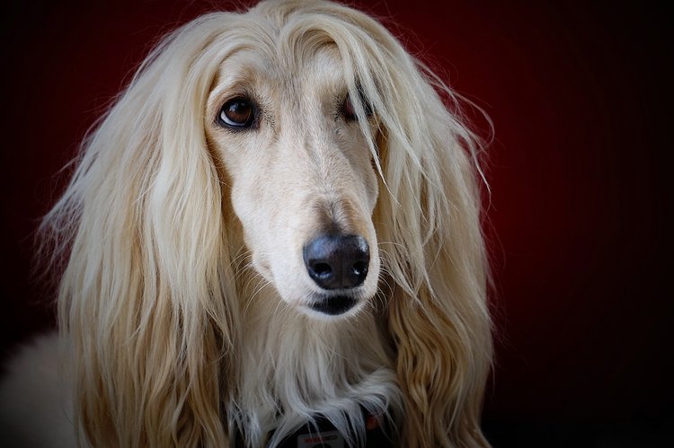 An Afghan Hound with a long, silky cream coat