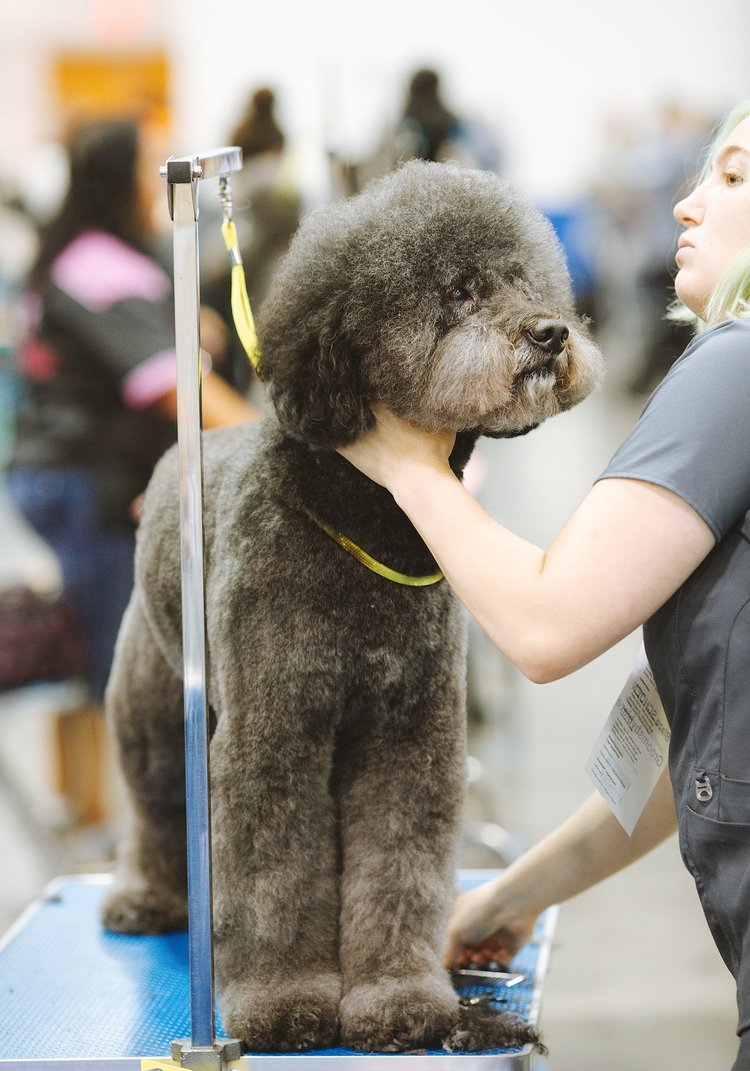 A groomer styling a grey poodle on a grooming table