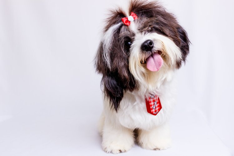 A freshly groomed Shih Tzu wearing a red bow and tie