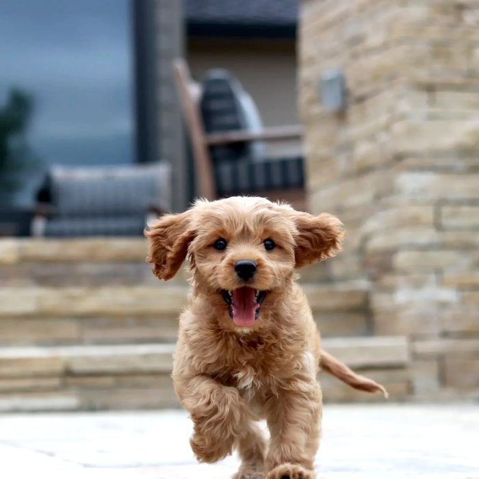 A curly-coated puppy running toward the camera