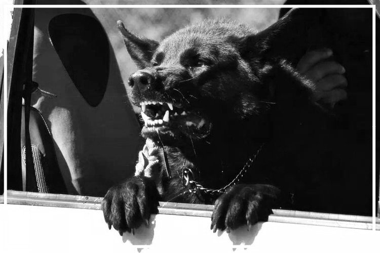 A black-and-white photo of a protection dog barking out of a vehicle window