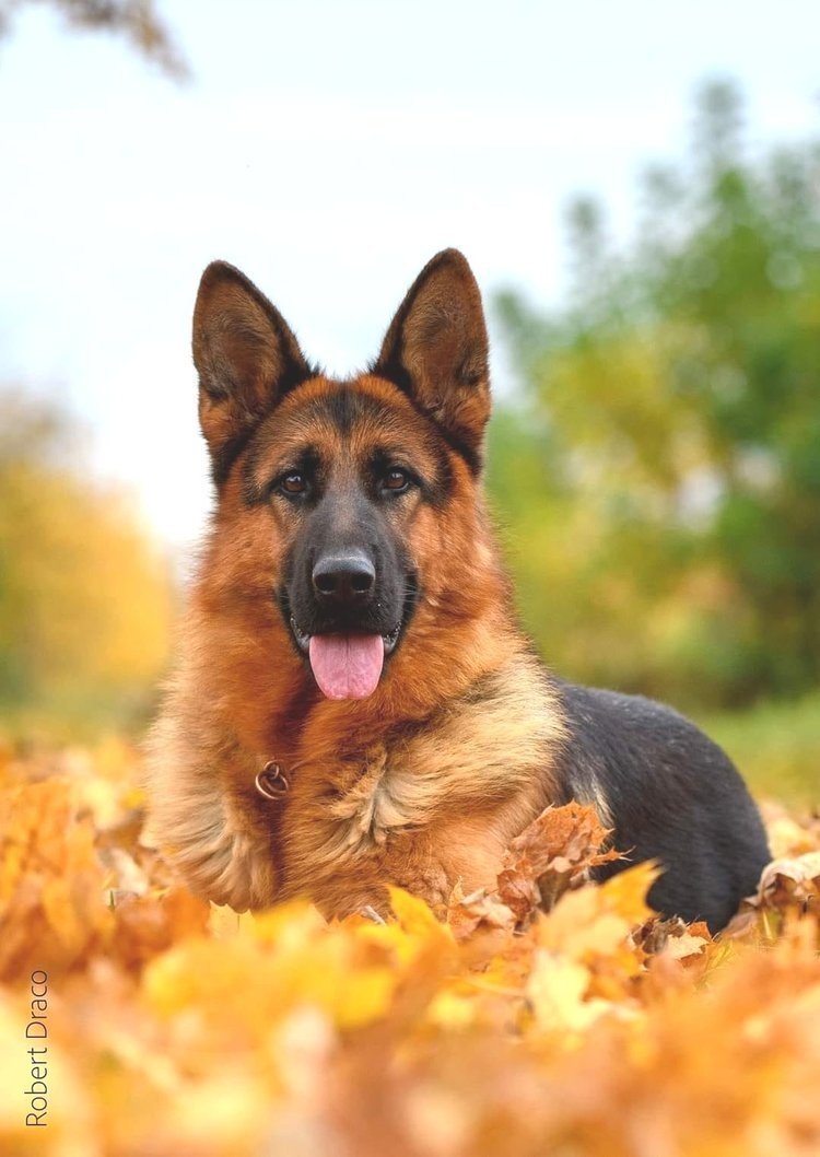 A German Shepherd lying in autumn leaves