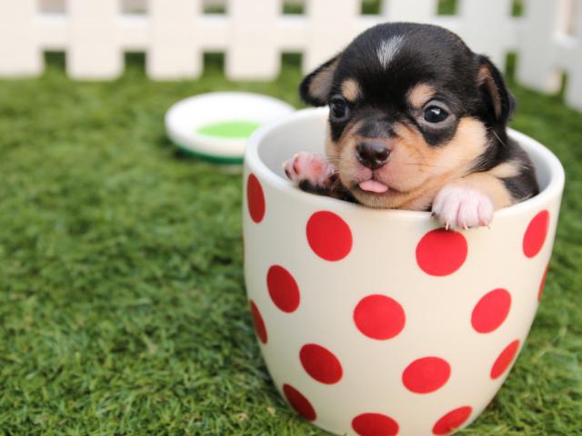 Inside What's Up Dog